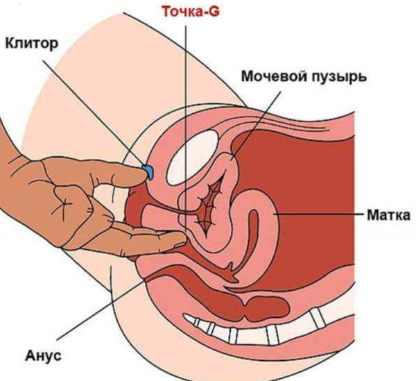 Желание в туалет «по-маленькому» и точка G