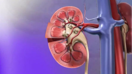 Что такое скорость клубочковой фильтрации