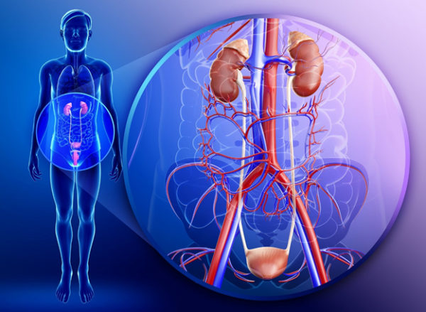 Какие заболевания вызывает кишечная палочка