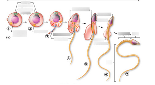 Что такое сперматогенез?