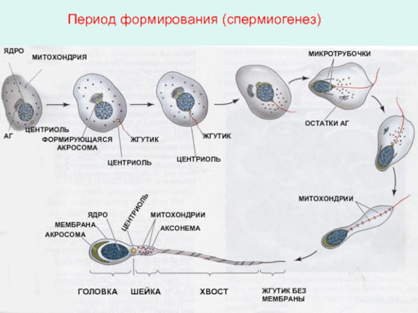Стадия формирования спермиогенез
