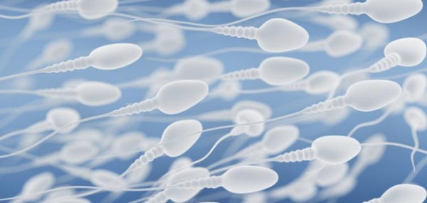 Как улучшить сперматогенез